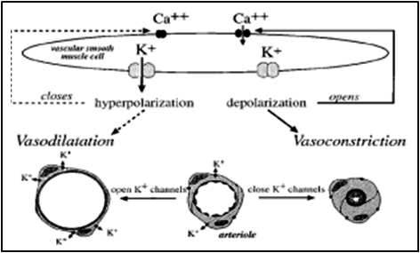 Mecanismo de vasoconstrição e vasodilatação comandados pela entrada e saída de íns de Ca e K